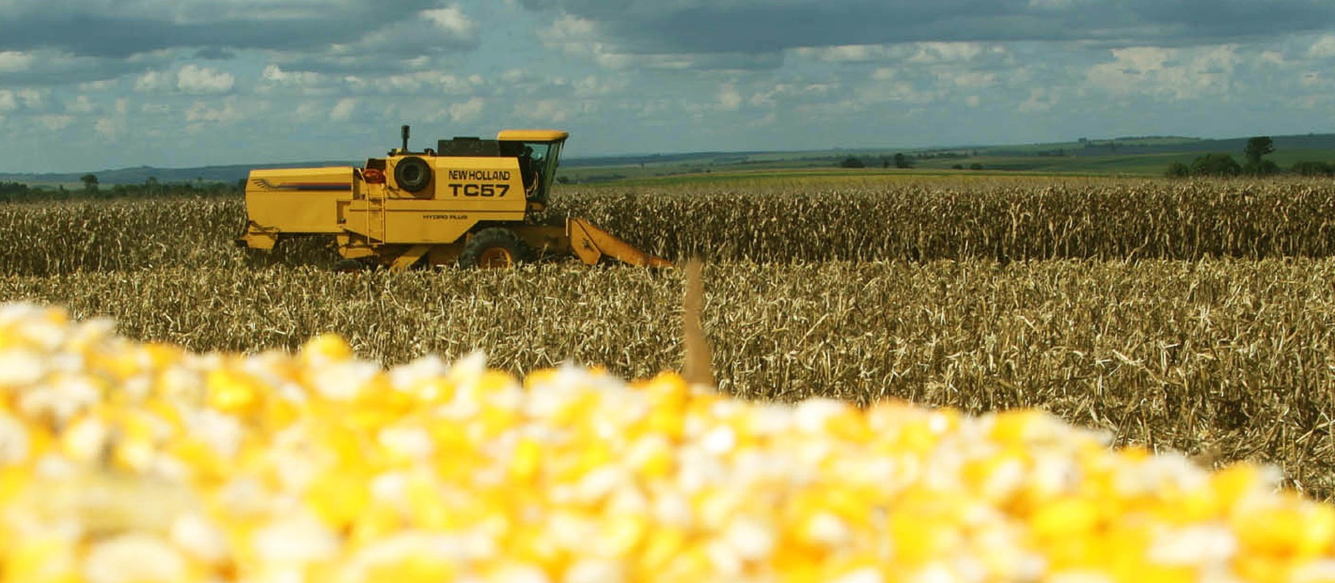 Quebra na safra do milho safrinha é estimada em 20% no Paraná
