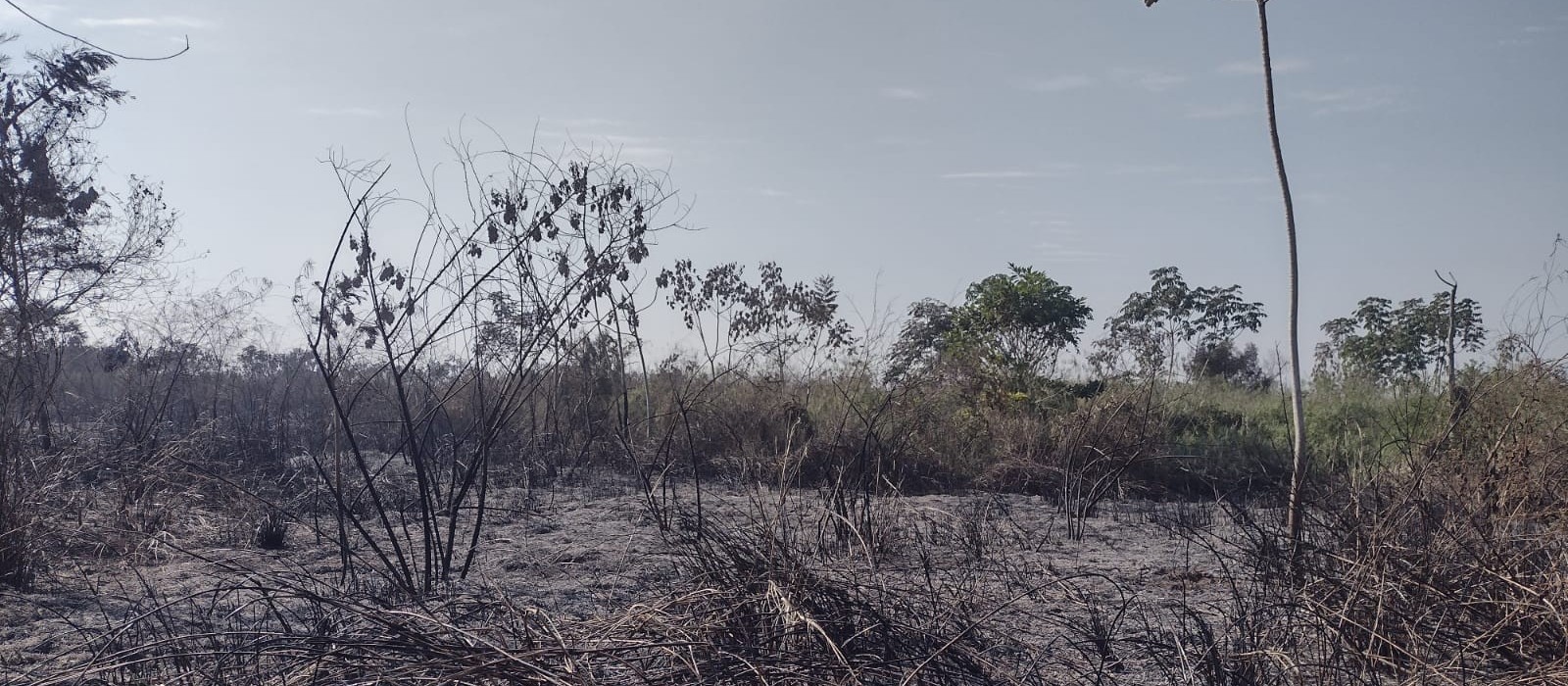 Veja: incêndio destrói 80% da vegetação da Ilha Óleo Cru