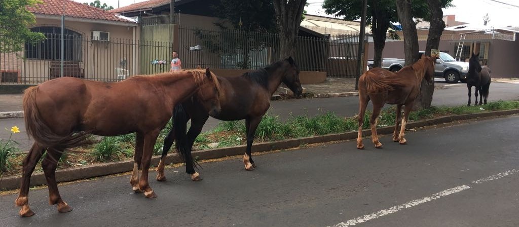 Prefeitura vai contratar uma empresa para recolher cavalos soltos