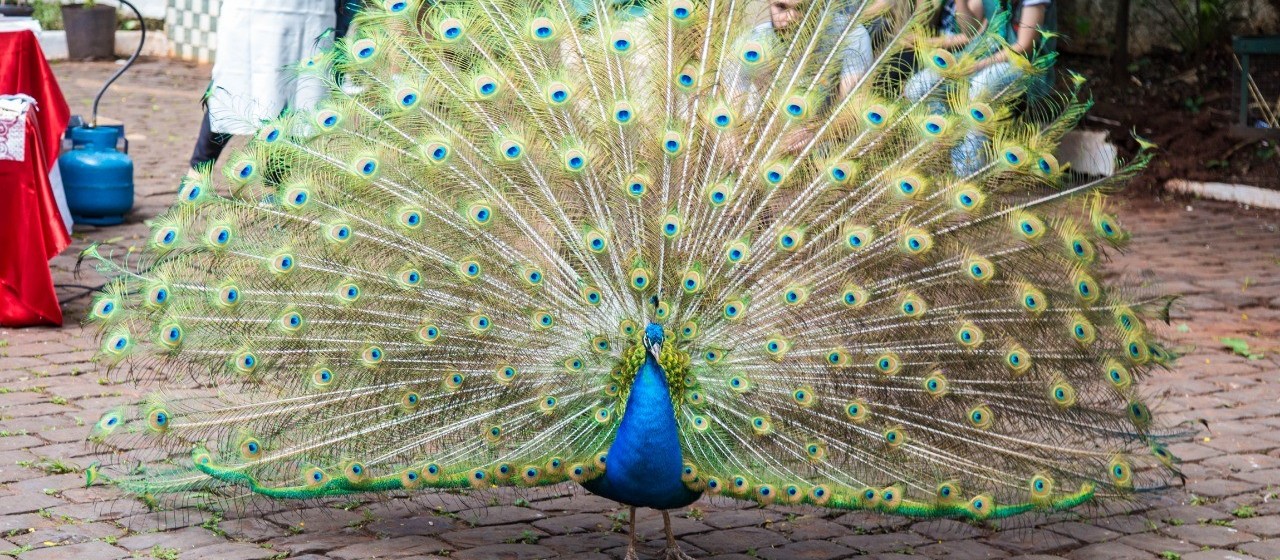 Mulheres são investigadas por arrancar penas de um pavão do Parque do Ingá