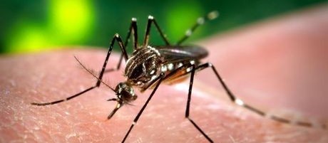 Maringá e Sarandi registram 1º caso de dengue grave 