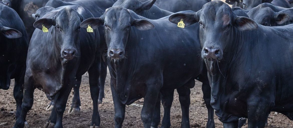 Brasil importou 50,8 mil toneladas de carnes premium em 2020