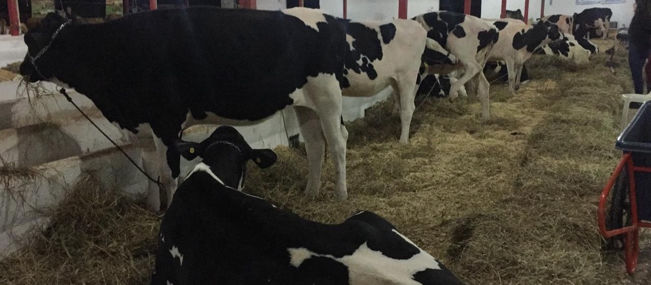 Quatro animais disputam torneio leiteiro deste ano na Expoingá