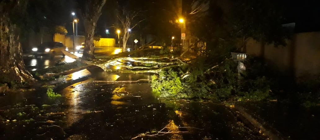 Chuva causa estragos em Maringá; 62 árvores caíram