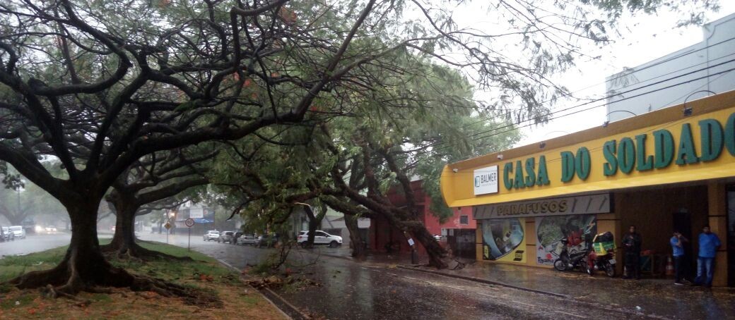 Árvore de grande porte cai e interdita parte da Avenida Laguna em Maringá