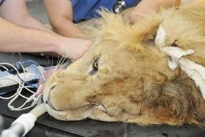 Tratamento parecido com hemodiálise pode devolver movimento das patas do leão Ariel