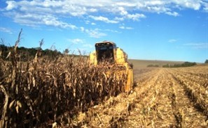 Estiagem já provoca perdas em lavouras de milho e soja na região de Maringá