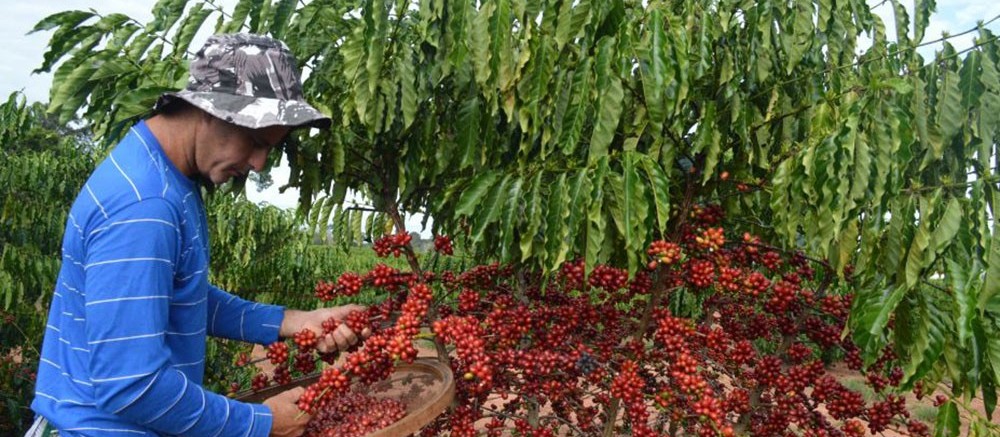 Colheita do café chega a 20% no Paraná