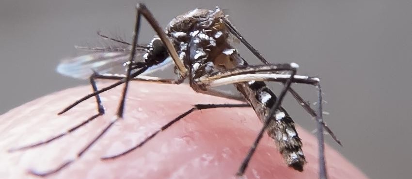 Maringá confirma a primeira morte por dengue e investiga a segunda