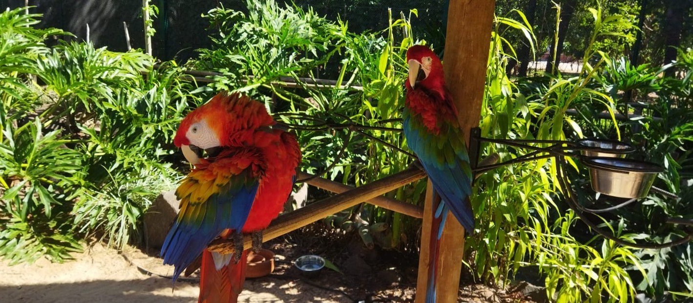 Zoo Casa das Araras é inaugurado na região de Maringá