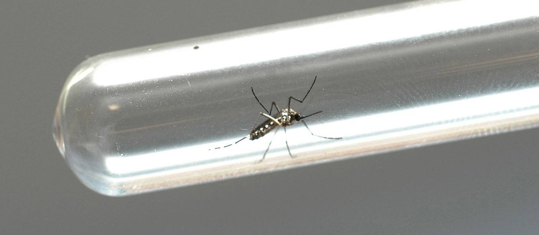 Região Norte de Maringá continua com maior índice de infestação do Aedes aegypti