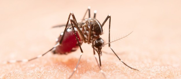 Maringá confirma mais 507 casos de dengue em uma semana