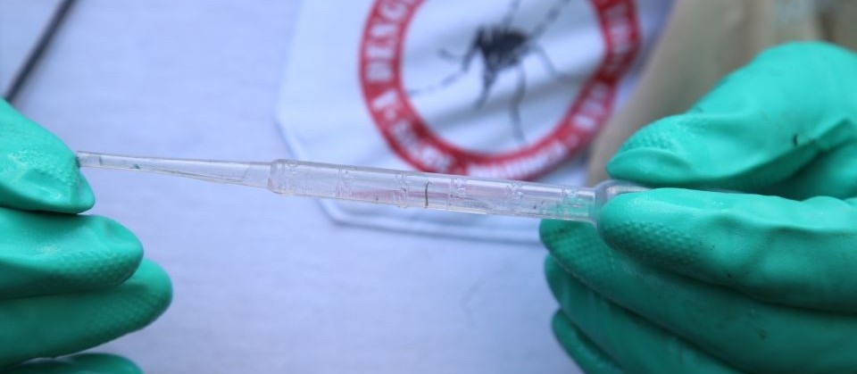 Dengue: 1º Lira do ano aponta risco médio de infestação em Maringá