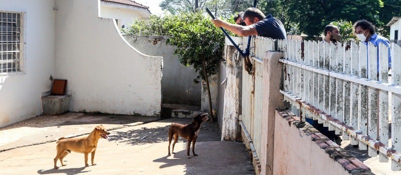 Cães abandonados são resgatados em casa de Maringá