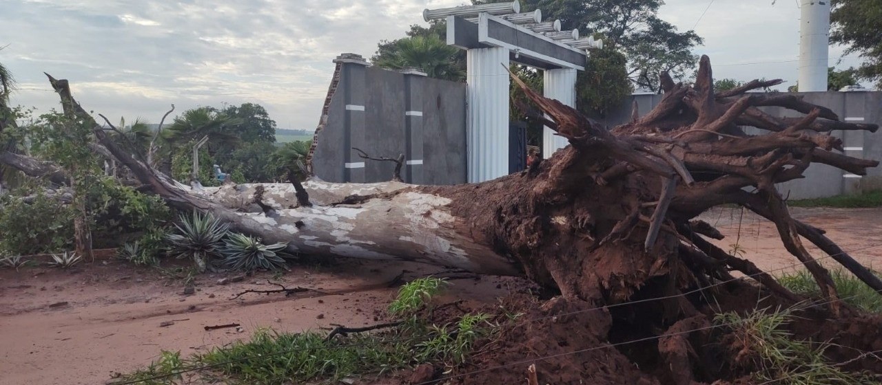13 árvores caem e ruas ficam alagadas após temporal em Paranavaí