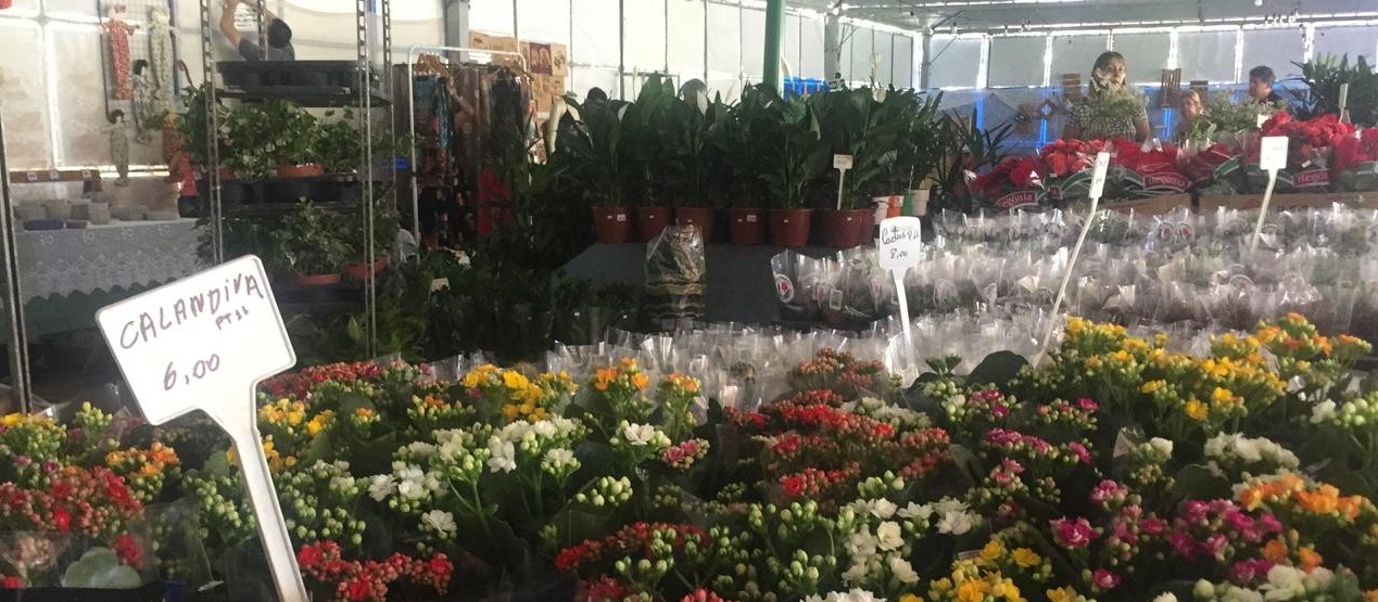 Feira oferta mais de 500 tipos de flores e plantas ornamentais e frutíferas