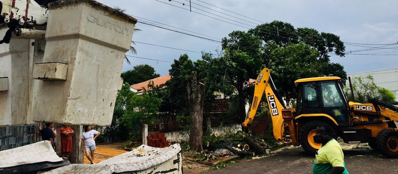 15 árvores caíram em Maringá nesta quarta (31)