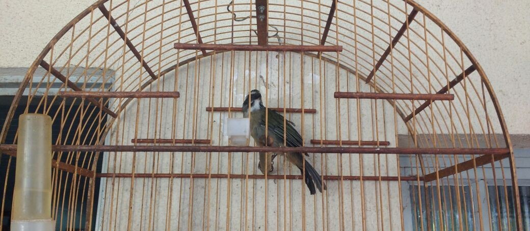 Mais de 20 pássaros são apreendidos em cativeiro em Marialva