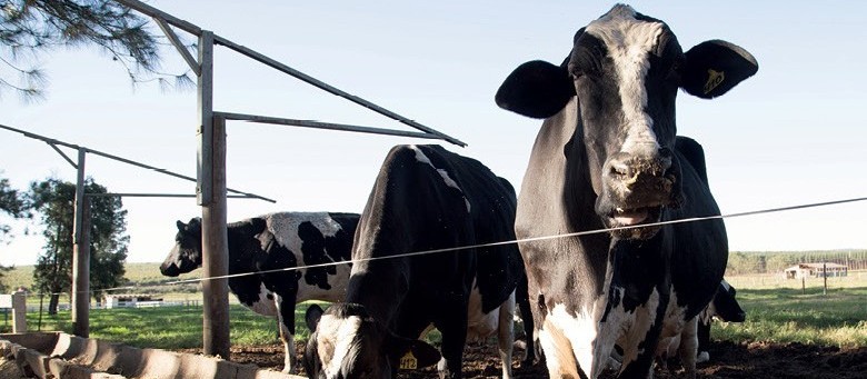 Arroba da vaca gorda custa R$ 137 em Maringá