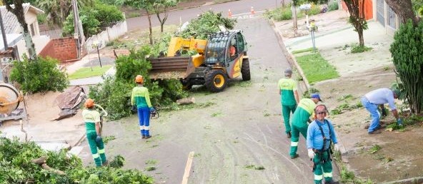 Maringá ainda não tem empresa credenciada para remover árvores