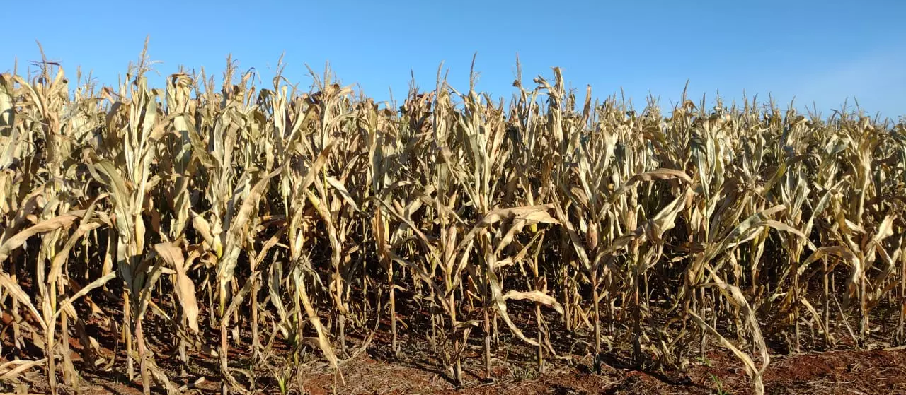 Safra de milho de 2022 deve alcançar novo recorde 