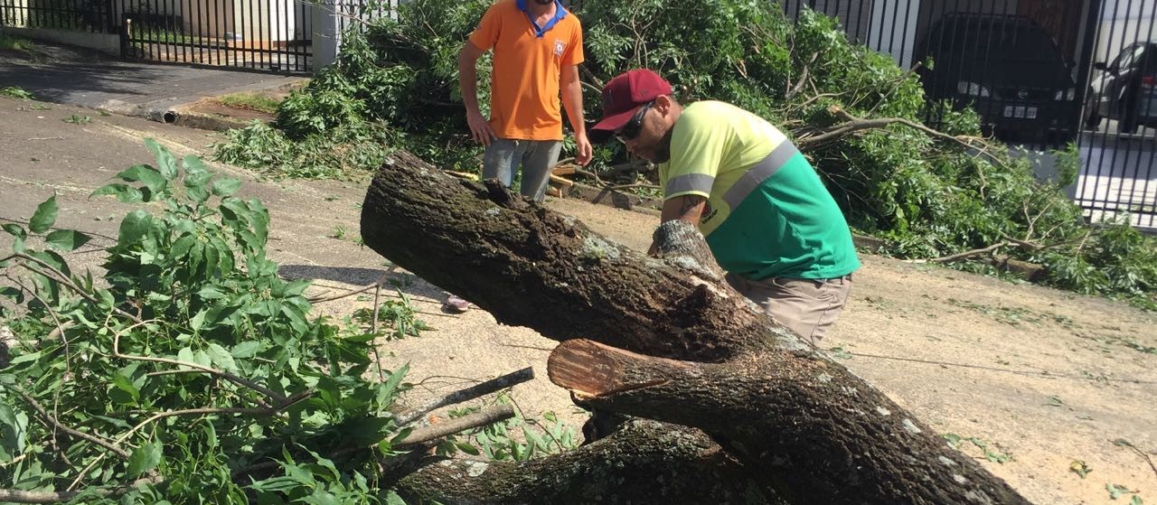 208 árvores caíram em Maringá na quinta-feira (18)