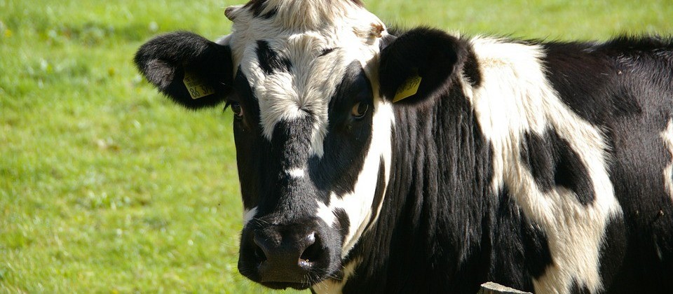 Vaca gorda custa R$ 136 a arroba em Londrina e Paranavaí