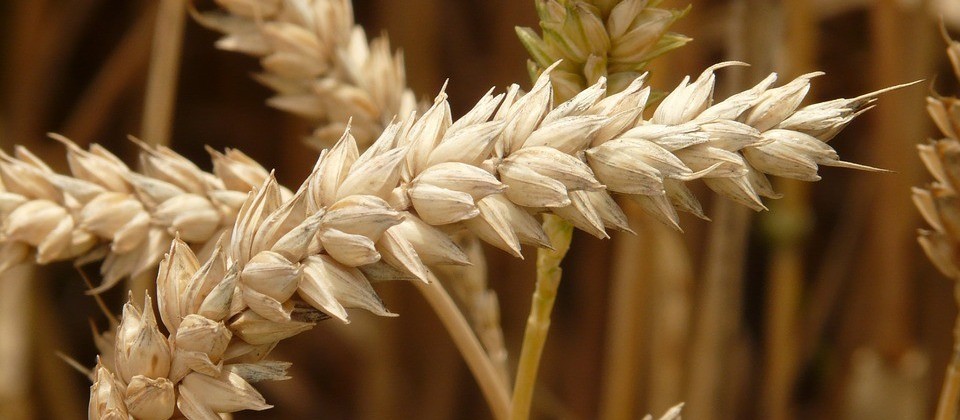 Preço do trigo em grão está em alta
