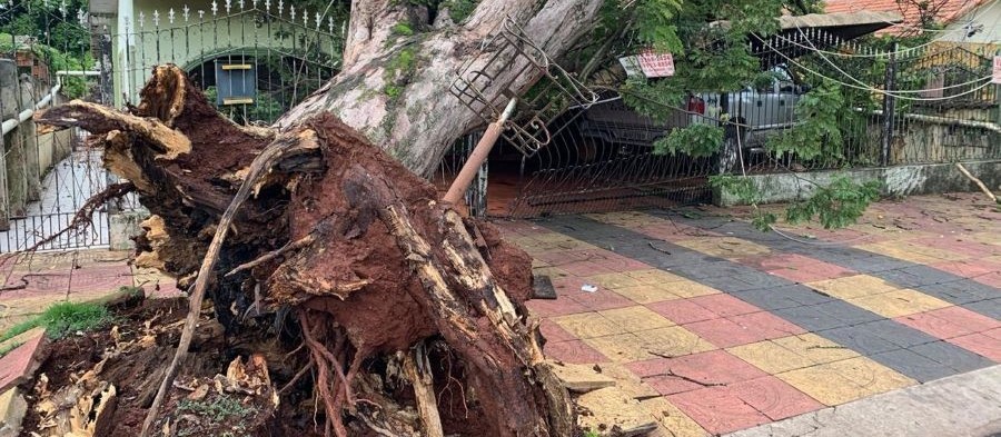 Maringá pagou R$ 719 mil em indenizações por quedas de árvores em 2020