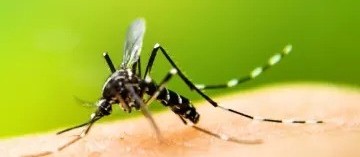 Floresta decreta situação de emergência por causa da dengue