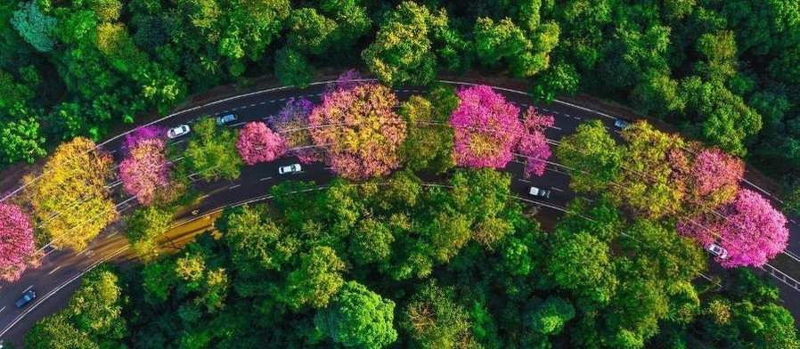 Moradores podem solicitar plantio de árvores em Maringá pela Central Cidade Verde