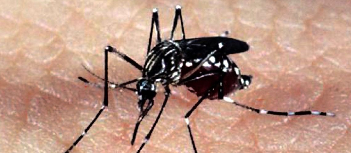 Sobe para 26 o número de casos confirmados de dengue em Maringá