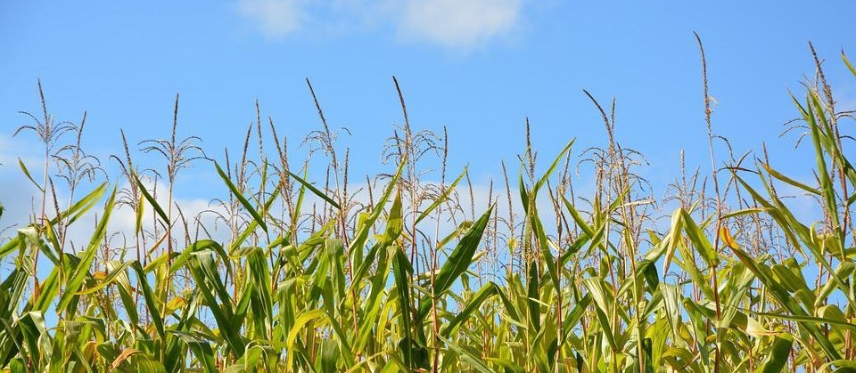 Paraná deve colher 14,5 mi de toneladas da 2ª safra de milho