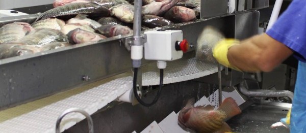 Paraná prevê crescimento de 20% na produção de pescado em cativeiro