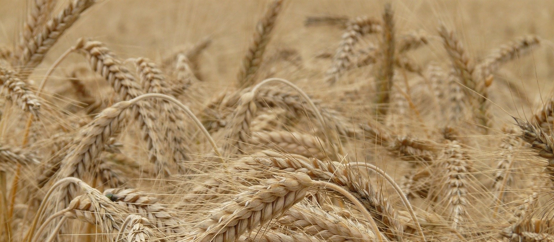 Plantio de trigo atinge 50% da área estimada no Paraná