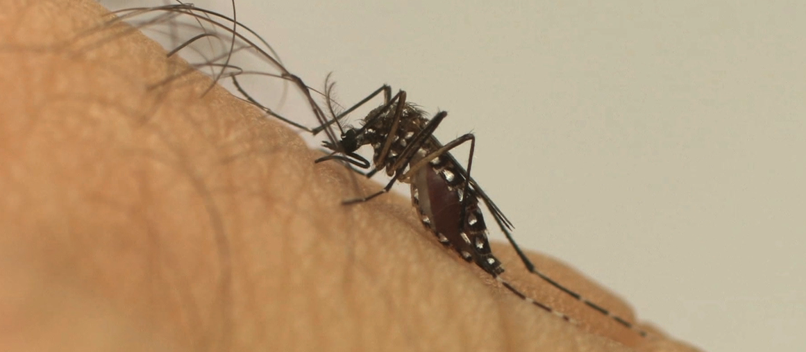 Sete bairros têm alto índice de infestação para dengue em Maringá 