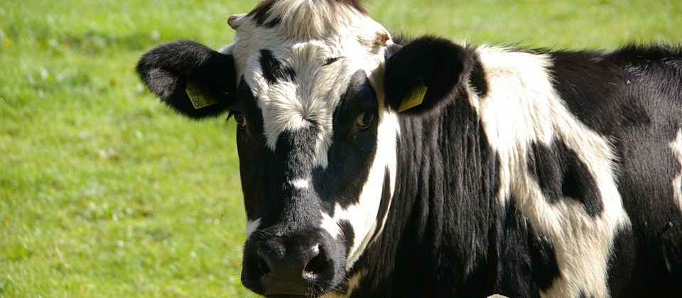 Vaca gorda custa R$ 135 a arroba