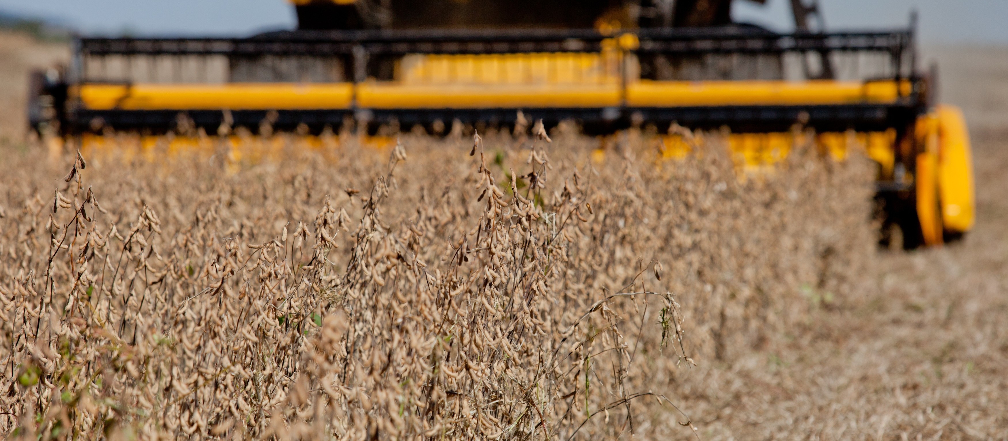 Safra de soja dos EUA em 2019/20 é estimada em 3,6 bilhões de bushels