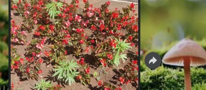 Vídeo mostra pés de maconha em canteiro central de Maringá