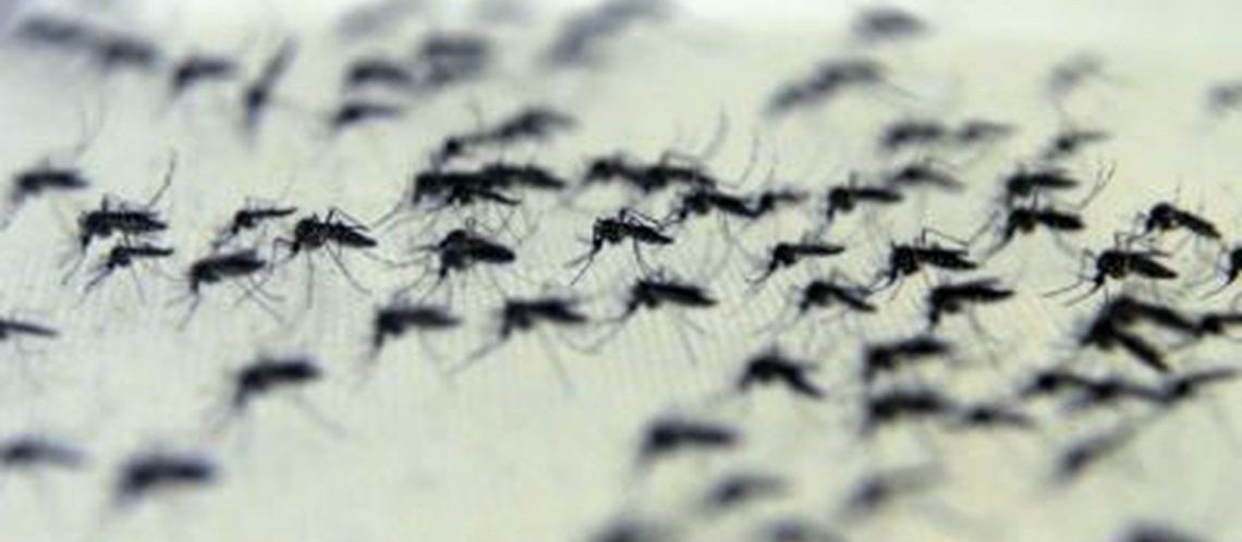Em uma semana quase cem casos de dengue são confirmados