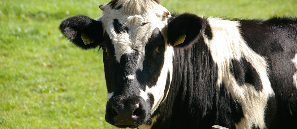 Vaca gorda custa R$ 143 a arroba