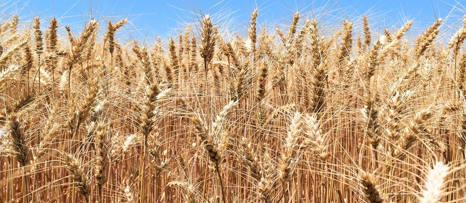 Área colhida do trigo chega a 98%