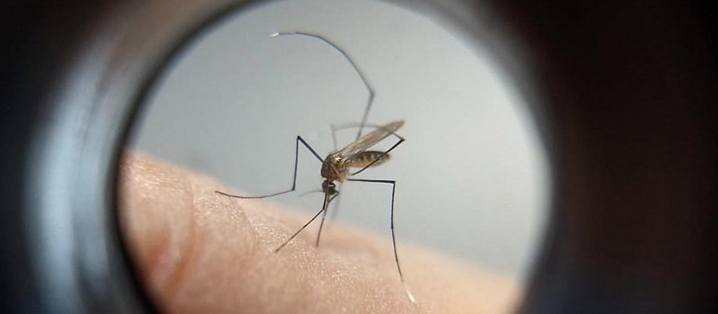 Regional de Saúde de Maringá registra três mortes por dengue este ano