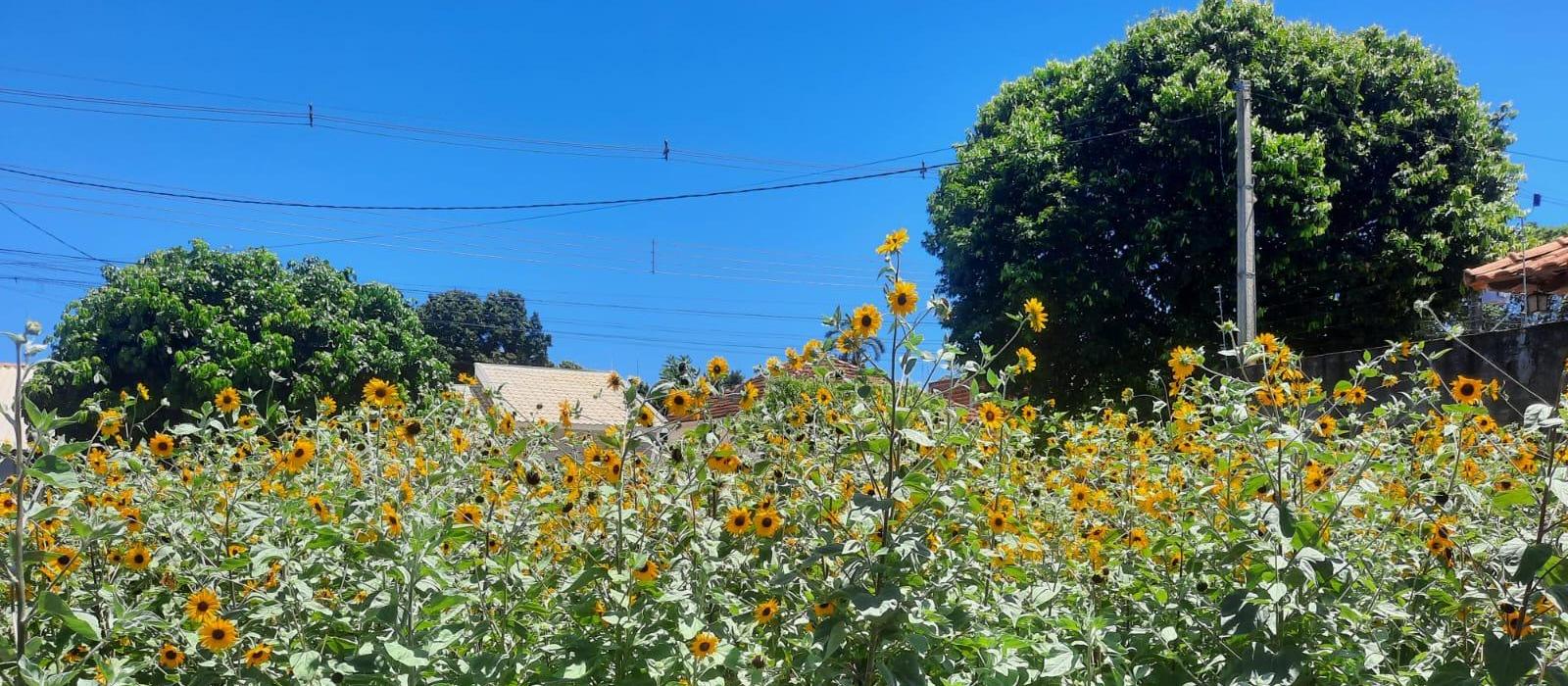 Professor planta girassol em terreno baldio e local vira atração