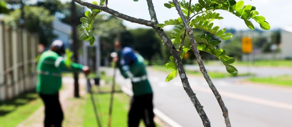 Maringá substitui até 15 árvores por dia, diz secretário