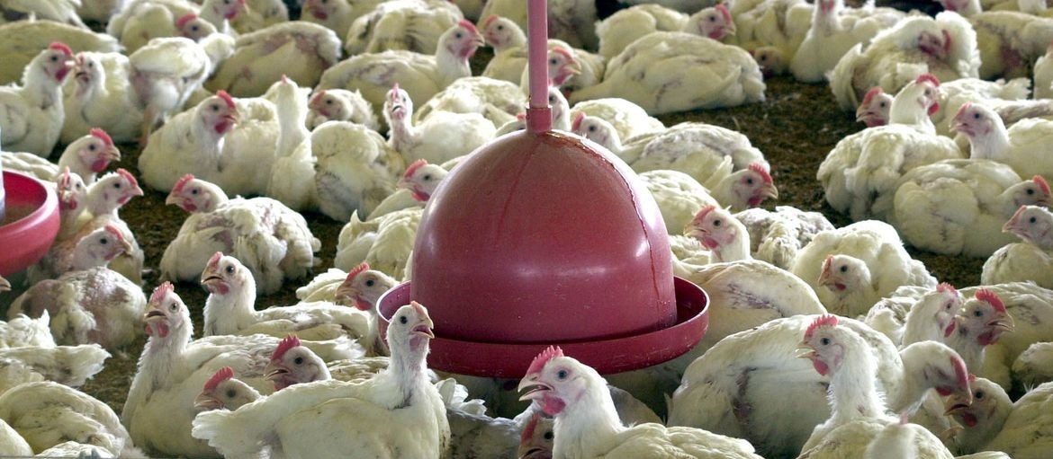 Cotações do frango abatido para a indústria mostram recuperação