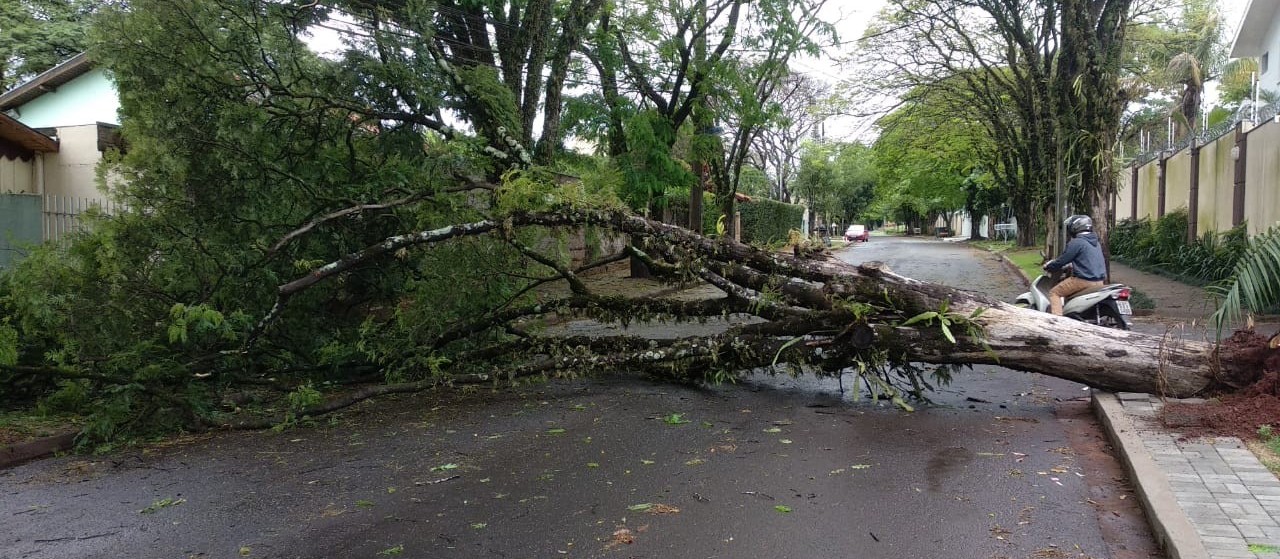 Chuva derruba duas árvores em ruas de Maringá