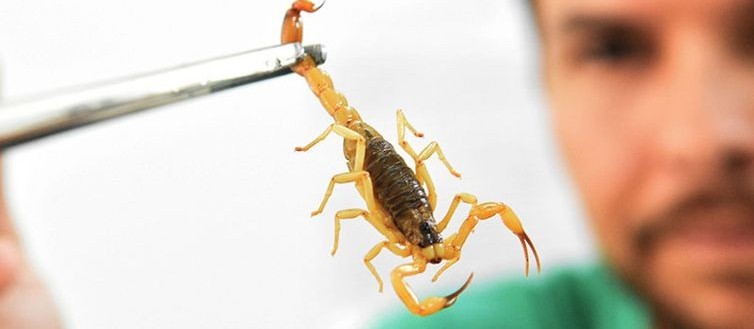 Ouvidoria registra 1.079 reclamações de escorpiões em casas  