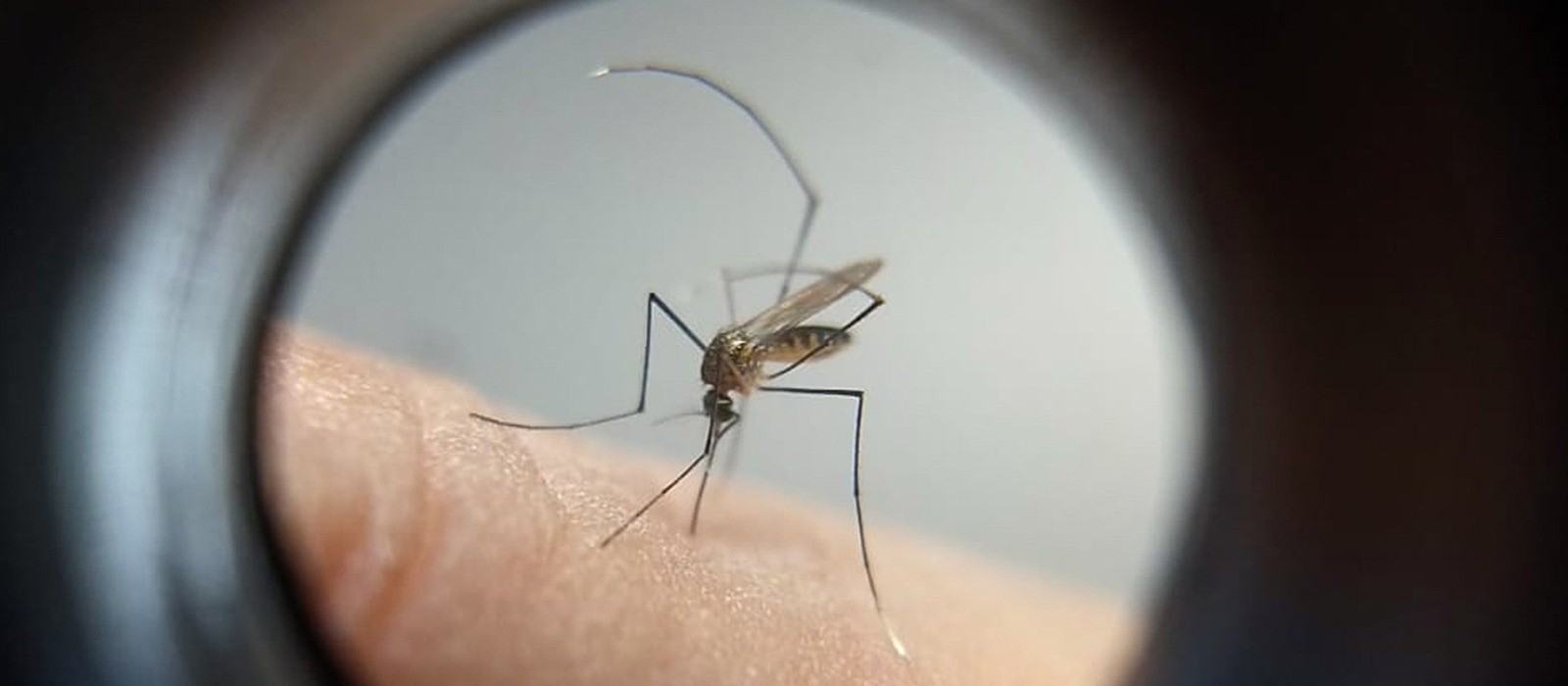 Índice de infestação da dengue em Sarandi está em 7,6%, risco alto