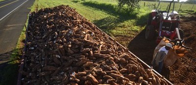 Tonelada da raiz de mandioca custa R$ 320 em Paranavaí